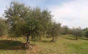 Casa Del Nonno Bingheri - L'Olivo